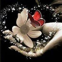 صمت الفراشات