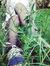 Shimaa ...