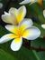 Amrutha...