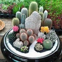 بيع الارانب