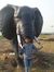 Azmat P...