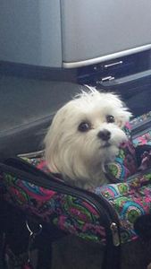 Marilyn Dobbin-White