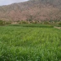 مالك الخميسي