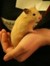 A Dormaus