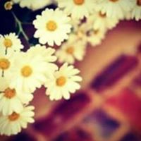 داليا ابراهيم