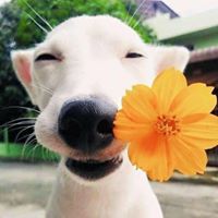 นางฟ้า ข้างถนน