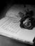 Darkk Rose