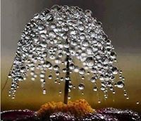 محمد السريحي