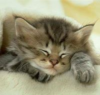 السنفورة الصغيرة