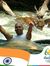 Jayant ...