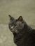 Katty C...