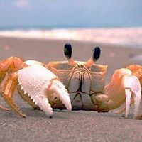 นริสา กรเกษม