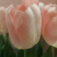 د.صباح فلمبان