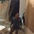 Devansh