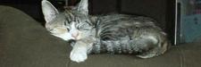 Trudy