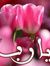 هدى شريف