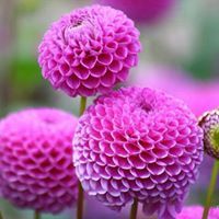 এম শ্যাম