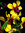 Aysia Amery | 16 comments