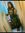 Sonal