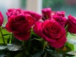 Alaa