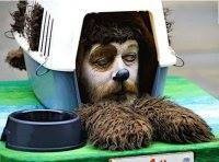 Christopher  Strauss