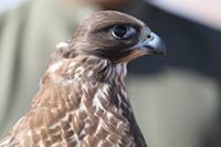 عبدالله المري