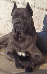 Shere-Khan Cane Corso