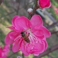 Miêu Không Ăn Cá