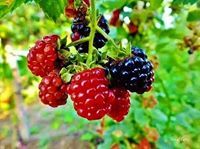 عبدالرحمن محمدالمهدي