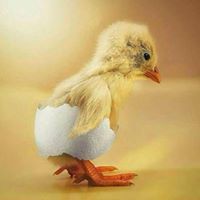 محمد الشامي