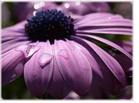 نايف الحارثي