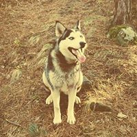 Велислав Великов