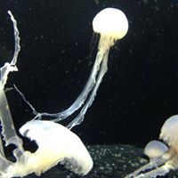 Rapeepun Shompoopuong