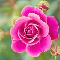 العقبان الجارح