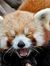 Red Panda
