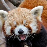 Red Panda