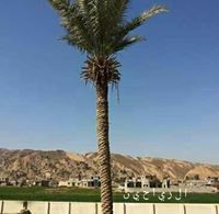 عبدالله الروضان