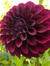 Dahlia