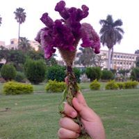 إسراء خاتون