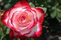 Kalpana Mathamshetty