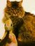 Kitty P...