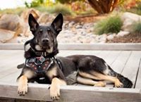 Pawsitive Pawsibilities