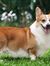 Corgi Lê