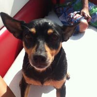 Angela DeSutter Phillips