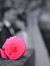 Ahmed R...