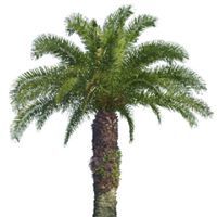 محمود عبدالله