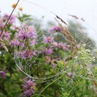 علي بن عطية