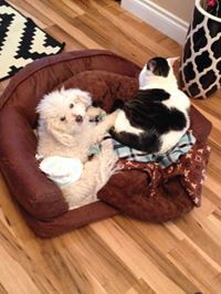 Michelles Petsitting