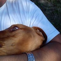 Βασίλης Μουσελίμης