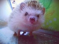 เสล็ดเป็ด กิ๊งก่อง